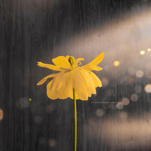 外企富婆和健硕黑人3p
